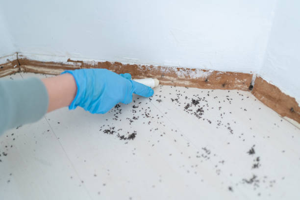 Best Local Pest Control Services  in Kaunakakai, HI
